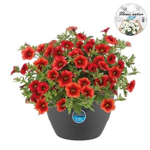 Bild von HP27 o.kl. Calibrachoa Orange